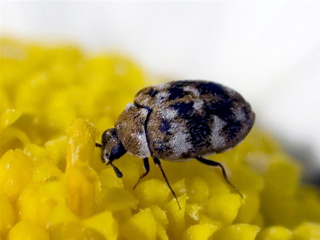 carpet-beetles